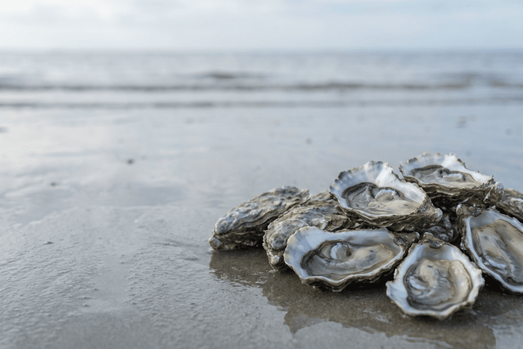 De l'huître à la gélule : nous travaillons la chair d'huître Crassostrea gigas